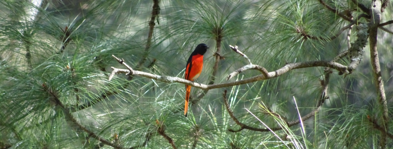 birding tour in Nepal