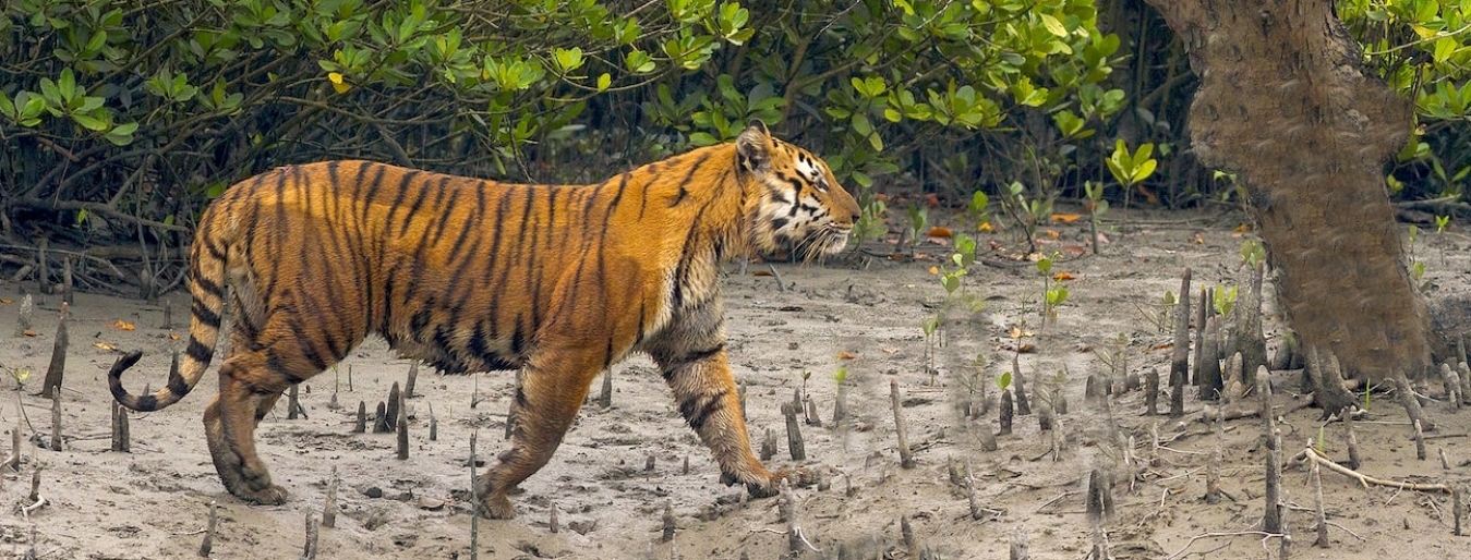 Tiger tracking in Bardia National Park