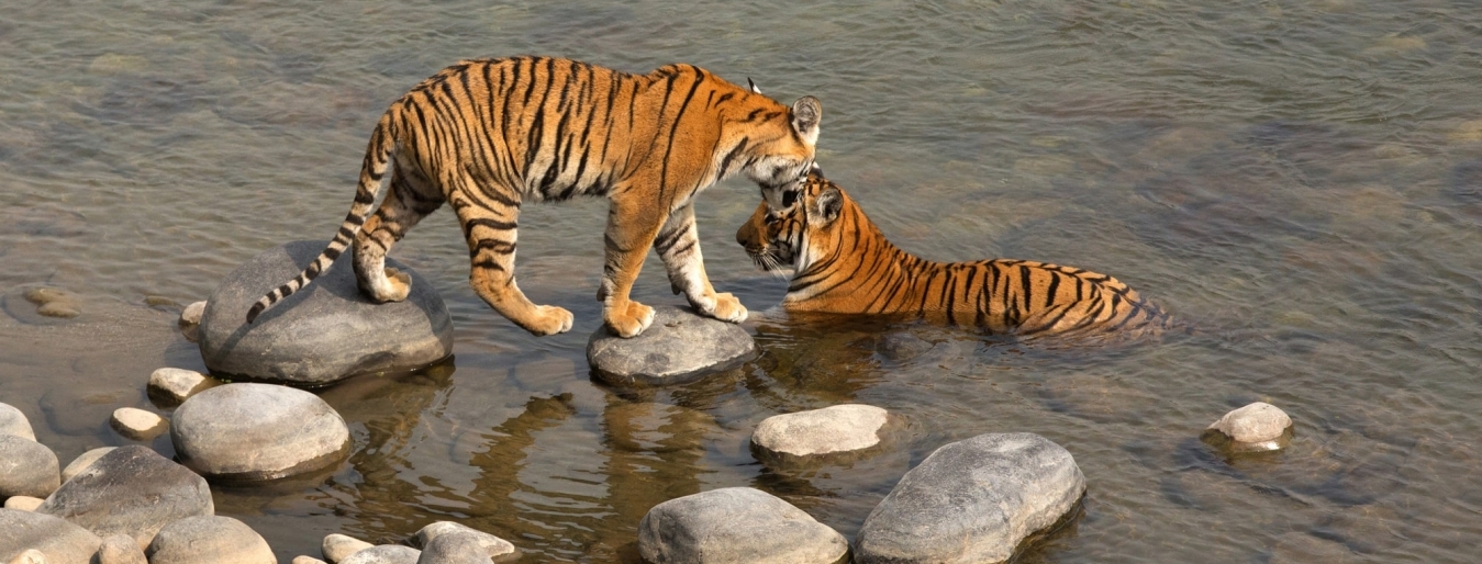 Tiger tracking in Bardia National Park