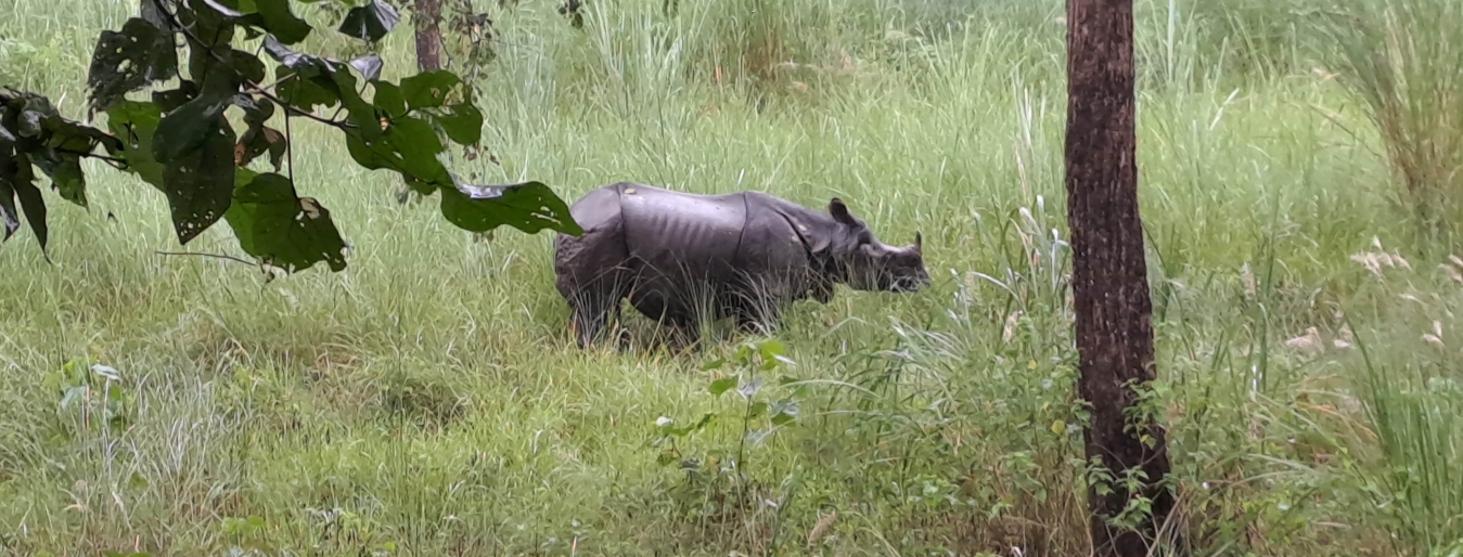 Chitwan wildlife tour