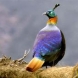 birding tour in Nepal